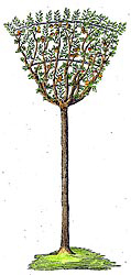 Bild: Formobstbaum mit Kesselkrone
