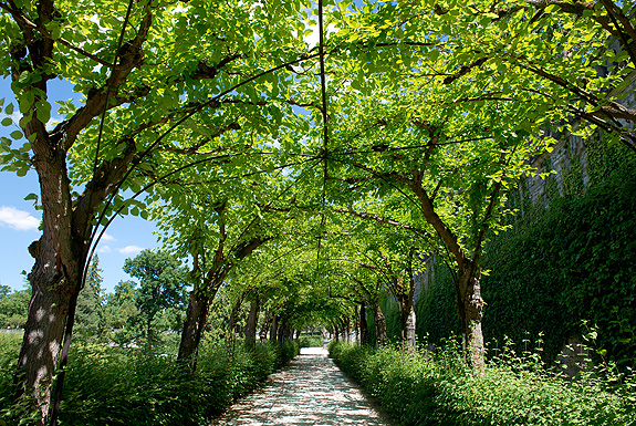 Picture: Pergola